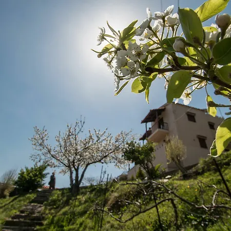 Aori Hillside Kopeti